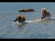 Alaska_Website_Images-29