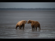 Alaska_Website_Images-32