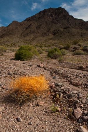 Parasitic Dodder